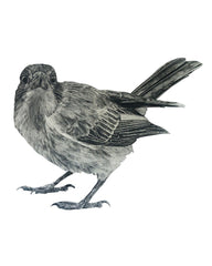 Anna's Animal Sticker - Butcherbird